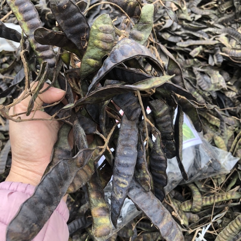 Bồ Kết ( mẩy đẹp)