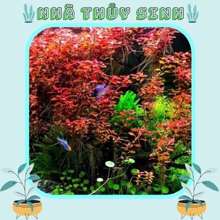 Cây thủy sinh | tân đế tài hồng