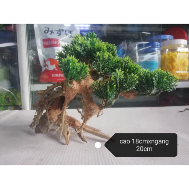 Lũa bonsai trang trí hồ cá.