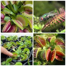 HẠT GIỐNG CÂY BẮT MỒI (5H)