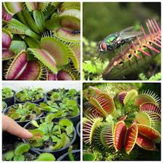 HẠT GIỐNG CÂY BẮT MỒI (5H)