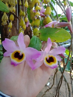 Phong lan Chuỗi ngọc (giò)