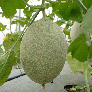 Hạt giống dưa lưới