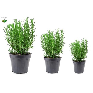 Hạt Giống Hương Thảo Rosemary Gói 10 Hạt, Nảy Mầm Tốt, Cây Khỏe