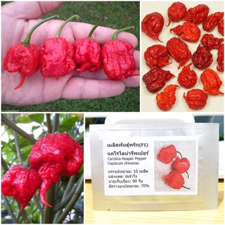 Hạt giống ớt Carolina Reaper 10 hạt