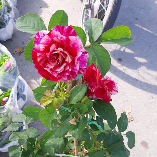 Hoa hồng pháp Julio Iglesias rose