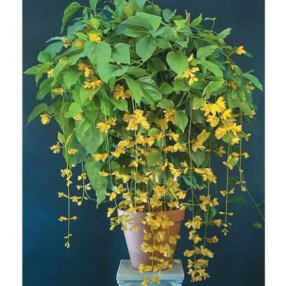 10 Hạt Hoa lan hoàng dương – Loài hoa dây leo với sắc màu rực rỡ