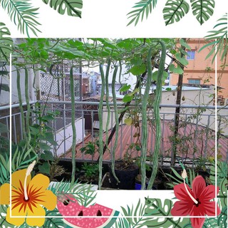 [TOP] Hạt Giống Mướp Rắn F1 - 3 Hạt [ Tặng Kèm 1 Viên Nén Xơ Dừa ] F1