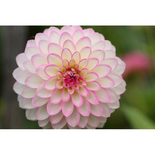 Gói 10 hạt giống thược dược tổ ong, tặng kích mầm