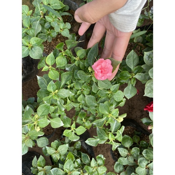 Cây hoa ngọc thảo xoắn xum xuê hoa, cao15-20cm trồng bịch ổn định, thích hợp trang trí sân vườn,ban công