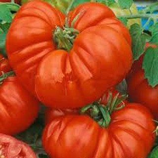 Hạt giống cà chua khổng lồ (20 H)