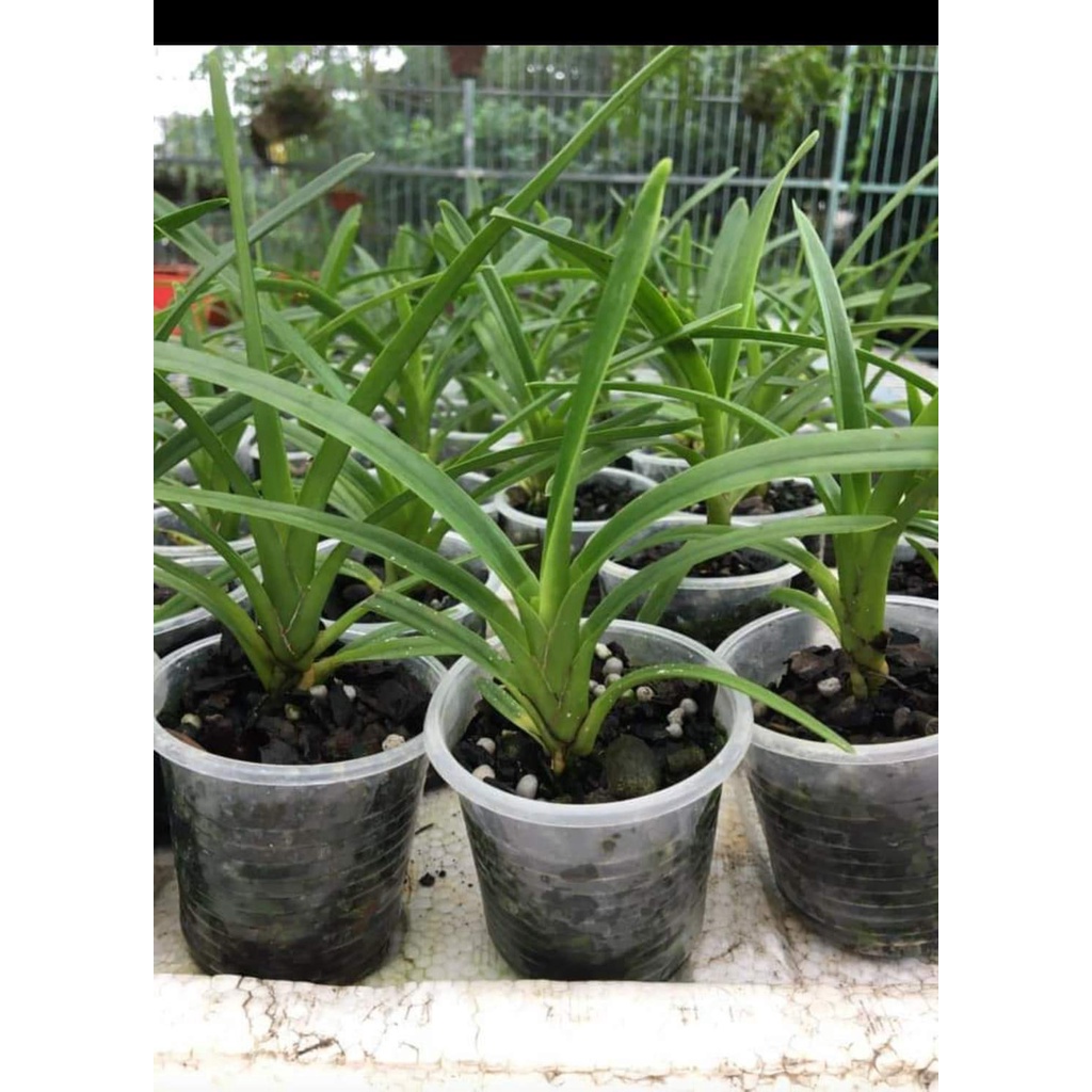 [Siêu Sale] kiếm phan trí gieo hạt