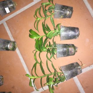 PHI ĐIỆP RỒNG LỬA ( Cây Giống )