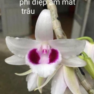 Kie Hoa phong lan -com bo 2 chậu phi điệp ám mắt trâu