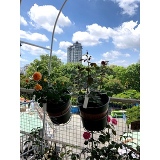 Giỏ treo chậu size 2gl <đk 22cm>