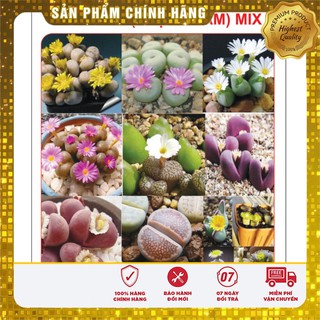 Hạt giống Cây Thạch Lan 5 Hạt