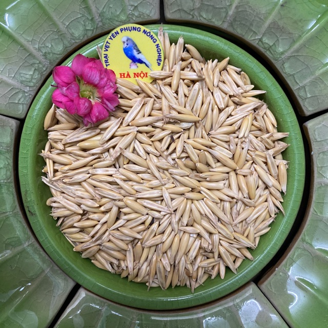 Hạt yến mạch nguyên vỏ cho chim vet yến phụng, lovebird, hamster... - gói 1kg