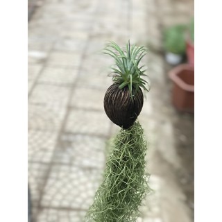 Cây Không Khí Dứa Xanh và Tóc Tiên Chùm dài khoảng 40cm