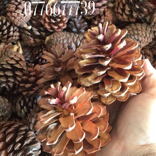 1kg trái thông khô loại trung