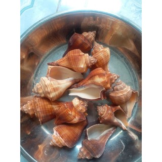 vỏ ốc  ( 1 cái )