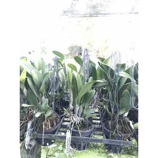 Cattleya Wangnamkeaw Delight