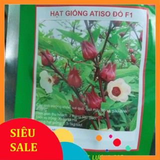 5 Hạt giống Atiso đỏ (Bụt dấm) (tặng gói Kích nẩy mầm và Hướng dẫn)