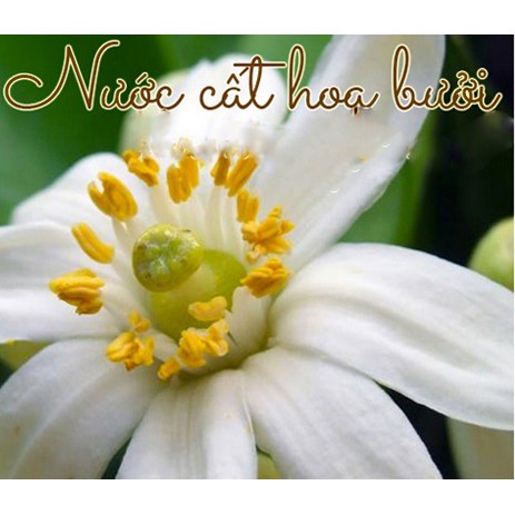 Nước hoa bưởi 50ml