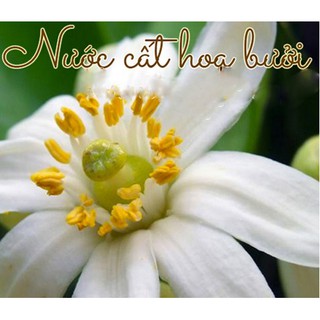 Nước hoa bưởi 50ml