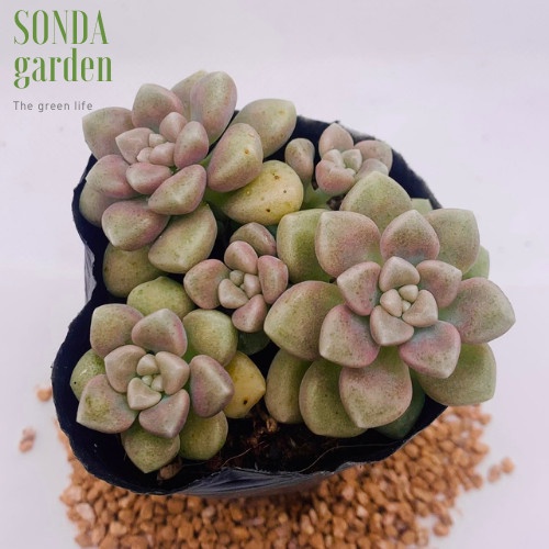 Sen đá kim tuyến SONDA GARDEN size bé 5-8cm, xuất xứ Đà Lạt, khoẻ đẹp, lỗi 1 đổi 1