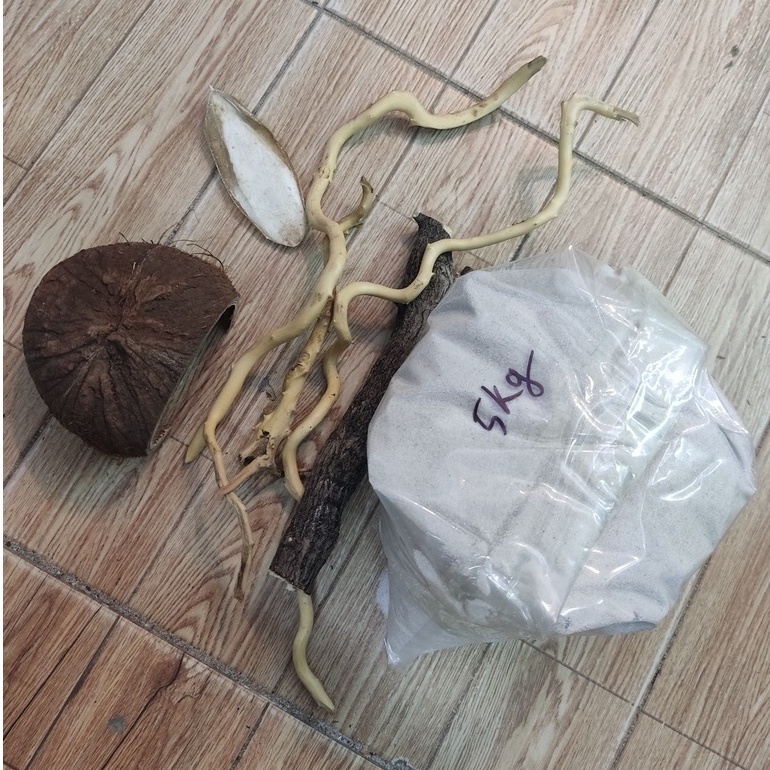 Combo nuôi ốc mượn hồn