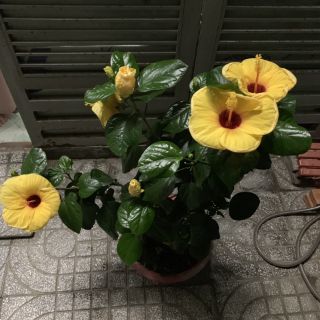 Cây 🌲 Bông dâm bụt Thái (siêu hoa)