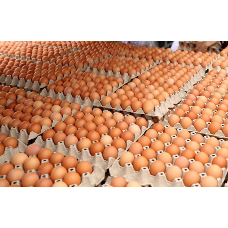 Vĩ nhựa 10 trứng Gà | BigBuy360 - bigbuy360.vn