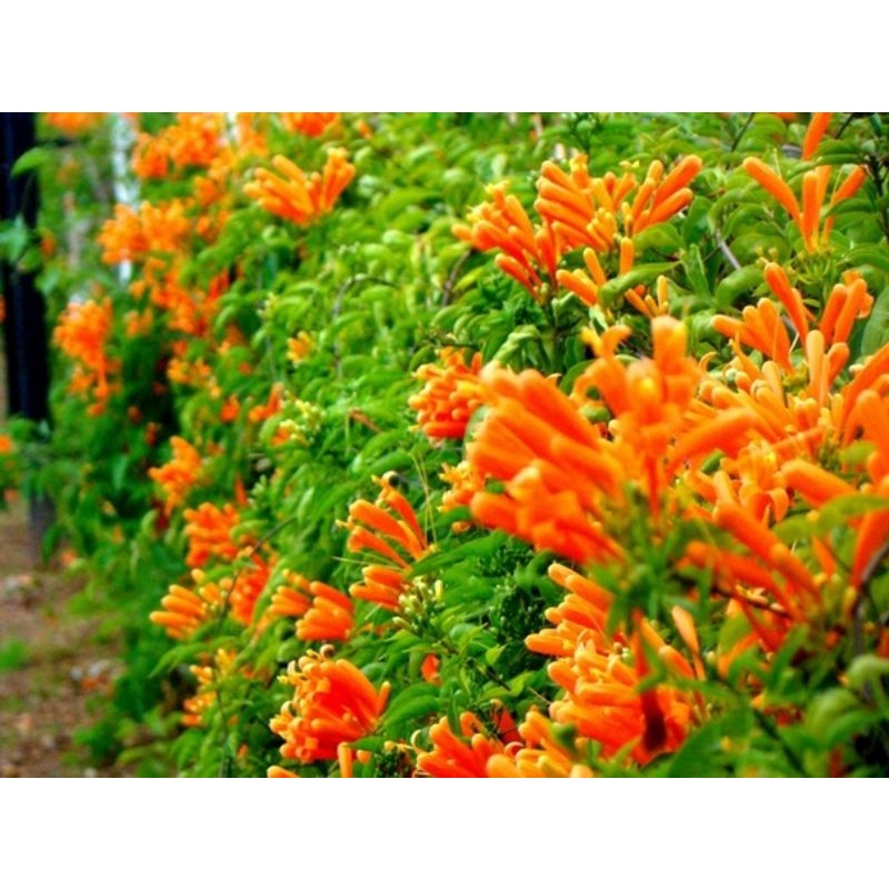 10 cành giống hoa Rạng đông, chùm ớt - Hoa pháo