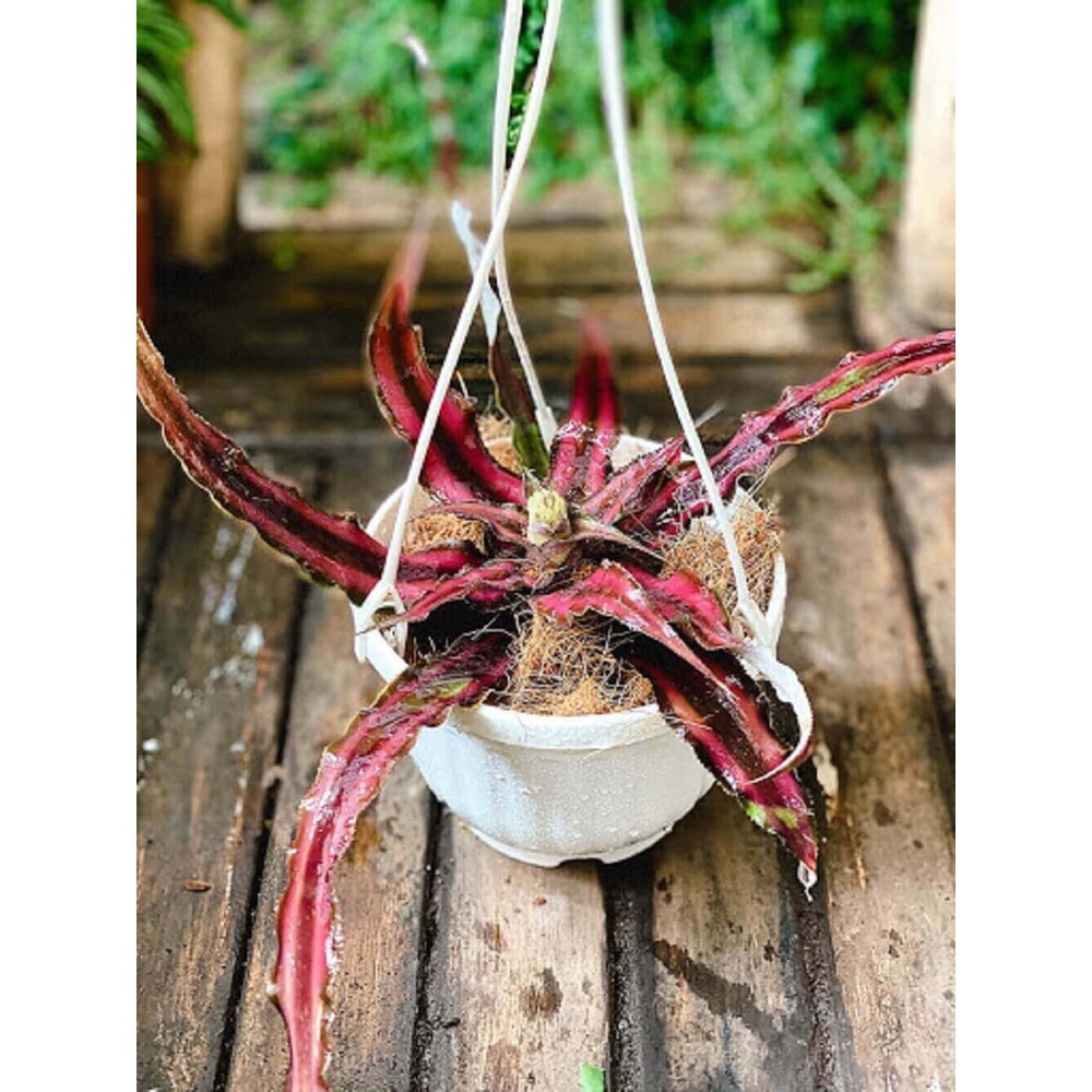 Cây giống Cryptanthus bivittatus Red Star (Dứa Cảnh Sao Đỏ) chậu nhựa