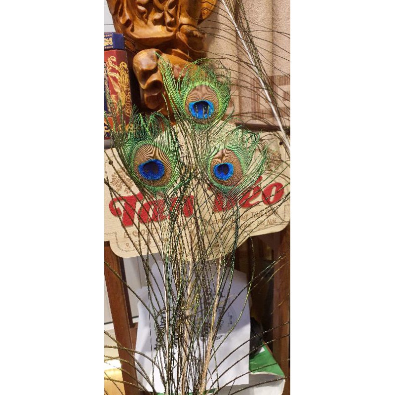 combo 108 lông công phong thủy dài 80-100cm (ảnh thật) | BigBuy360 - bigbuy360.vn