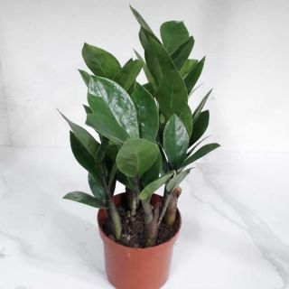 Cây kim tiền chậu nhựa