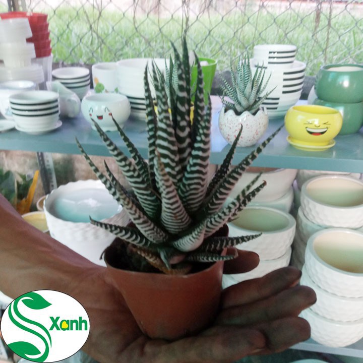 Xương Rồng Móng Rồng