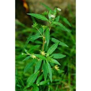 Cây Cỏ Mực ( Nhọ Nồi) - Chậu Rau
