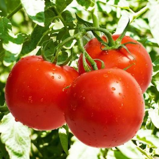 25 HẠT GIỐNG CÀ CHUA QUẢ TO