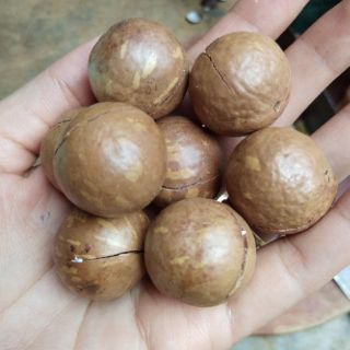 HẠT MACCA DINH SIZE ĐẠI 0.5kg