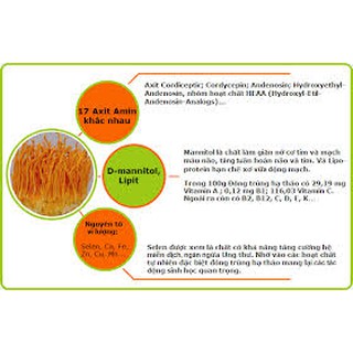 100g Hoa Đông Trùng hạ thảo (loại sấy khô)