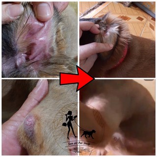 Dung dịch vệ sinh tai chó mèo - Dành cho chó mèo