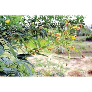 20Gram Hạt giống đậu săng (đậu chiều)