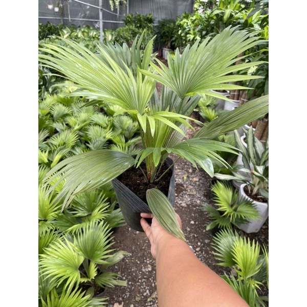 Cây cọ nhật trang trí sân vườn cọ nhí