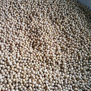 1kg2 bột đậu nành rang handmade ( kèm video xay hạt)