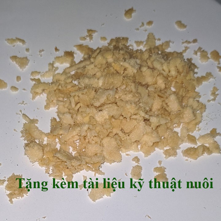 Trứng ruồi lính đen, sâu canxi - Hộp 10g [Tặng tài liệu kỹ thuật nuôi]