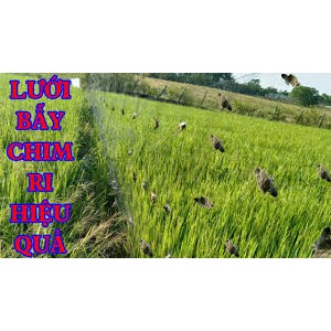 Lưới Bẫy Chim Tàng Hình 10- lưới bẫy chim sẻ siêu nhạy