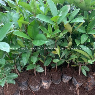 Cây giống cherry brazil (ảnh thật cây giống có sẵn tại vườn)