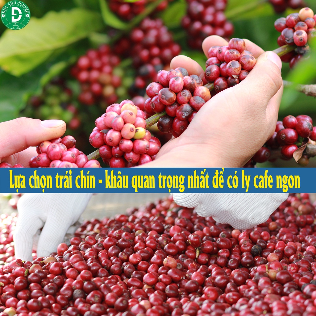 1kg Cà Phê Xay Pha Phin D73 (70% Robusta+30% Arabica) Rang Mộc Nguyên Chất Cafe Tỉ Lệ 7-3 Từ Công Ty Cà Phê Đức Anh