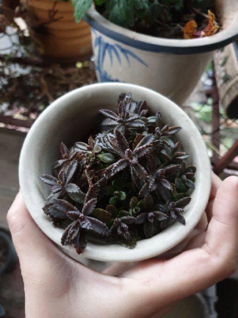 Cây thằn lằn/xương cá- Kalanchoe delagoensis/kalanchoe houghtonii